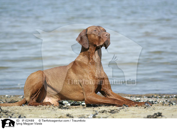 liegender Magyar Vizsla / lying Magyar Vizsla / IF-02489