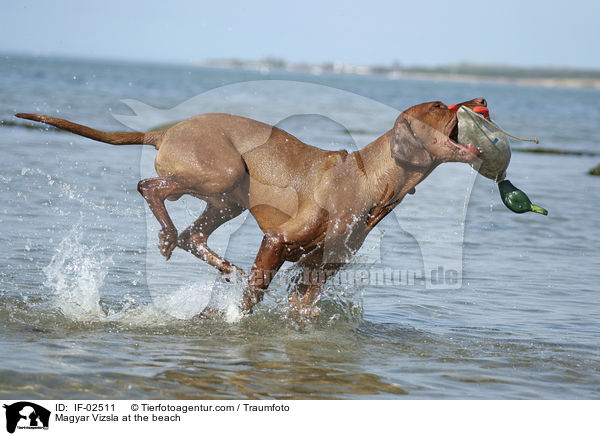 Magyar Vizsla am Strand / Magyar Vizsla at the beach / IF-02511