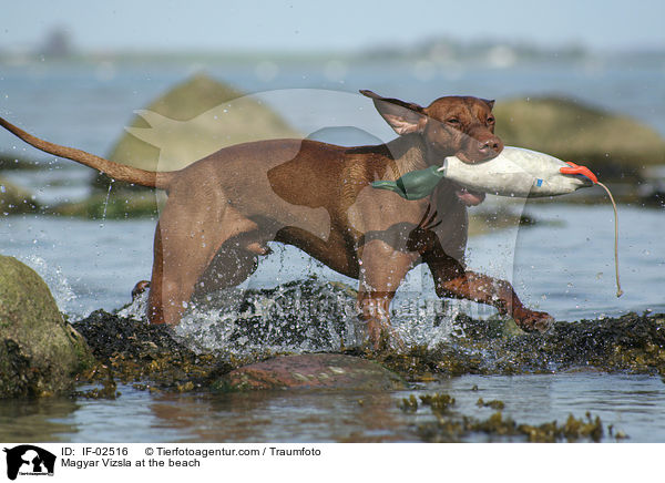 Magyar Vizsla am Strand / Magyar Vizsla at the beach / IF-02516