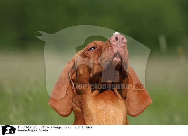 female Magyar Viszla / JH-02395