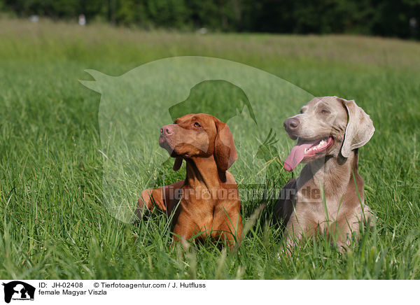 Magyar Viszla Hndin / female Magyar Viszla / JH-02408