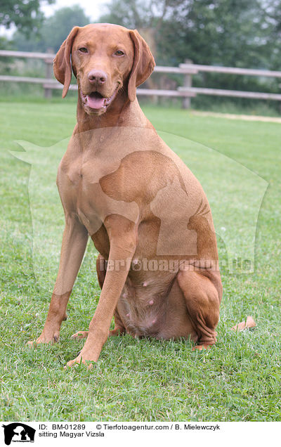 sitzender Magyar Vizsla / sitting Magyar Vizsla / BM-01289