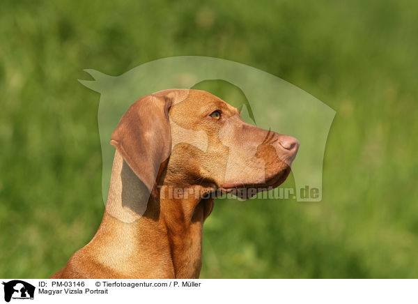 Magyar Vizsla Portrait / Magyar Vizsla Portrait / PM-03146