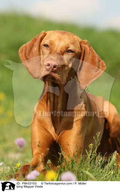 liegender Magyar Vizsla / lying Magyar Vizsla / PM-03153