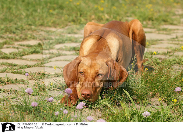 liegender Magyar Vizsla / lying Magyar Vizsla / PM-03155