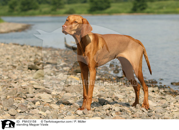 stehender Magyar Vizsla / standing Magyar Vizsla / PM-03158