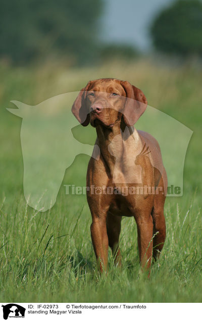 stehender Magyar Vizsla / standing Magyar Vizsla / IF-02973