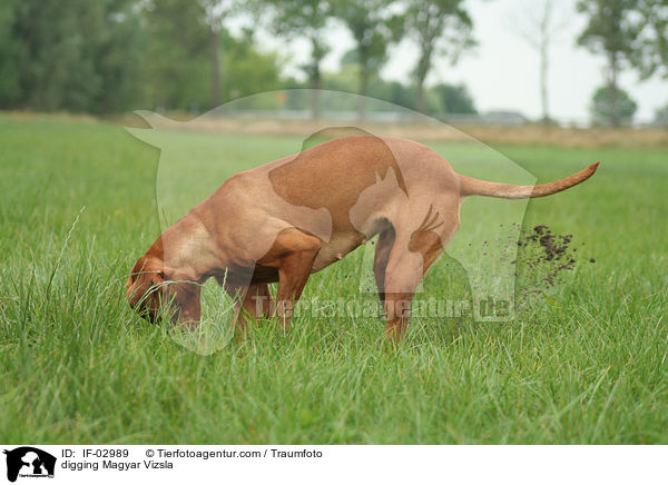 buddelnder Magyar Vizsla / digging Magyar Vizsla / IF-02989