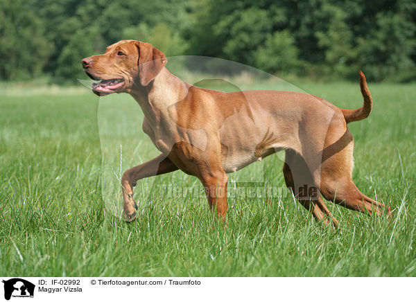 Magyar Vizsla / Magyar Vizsla / IF-02992