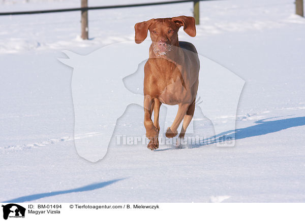 Magyar Vizsla / Magyar Vizsla / BM-01494