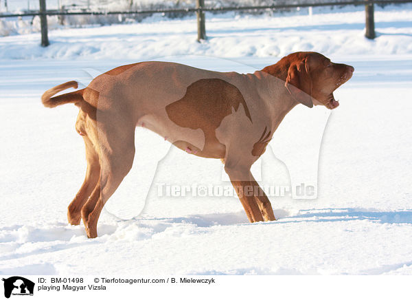 bellender Magyar Vizsla / playing Magyar Vizsla / BM-01498