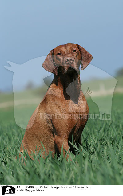 Magyar Vizsla Rde / male Magyar Vizsla / IF-04063