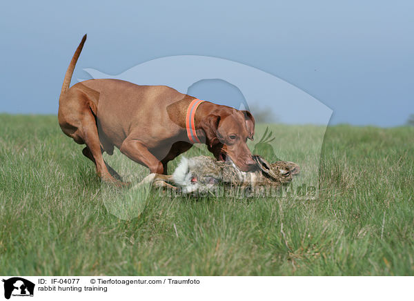 Magyar Vizsla bei Kaninchenjagd / rabbit hunting training / IF-04077