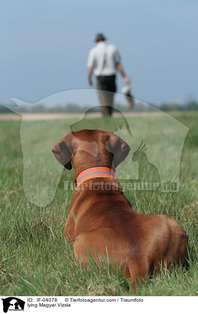 liegender Magyar Vizsla / lying Magyar Vizsla / IF-04078