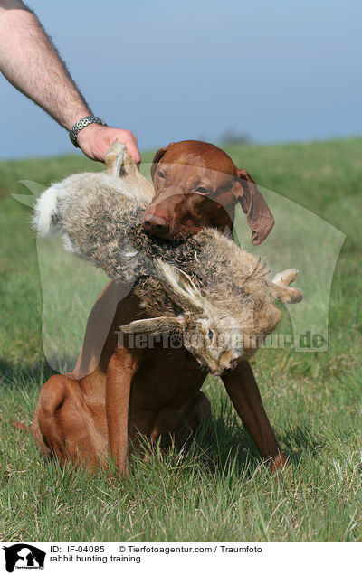 Magyar Vizsla bei Kaninchenjagd / rabbit hunting training / IF-04085