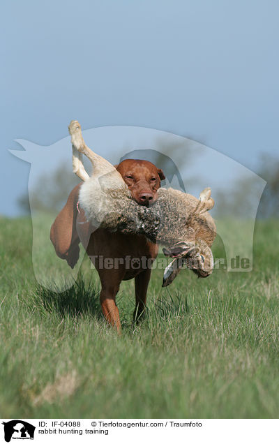 Magyar Vizsla bei Kaninchenjagd / rabbit hunting training / IF-04088