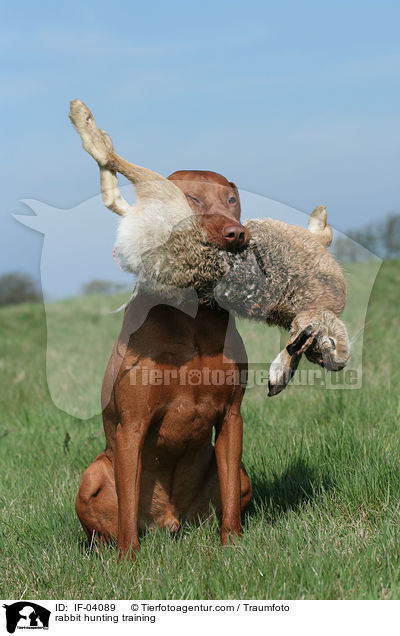 Magyar Vizsla bei Kaninchenjagd / rabbit hunting training / IF-04089