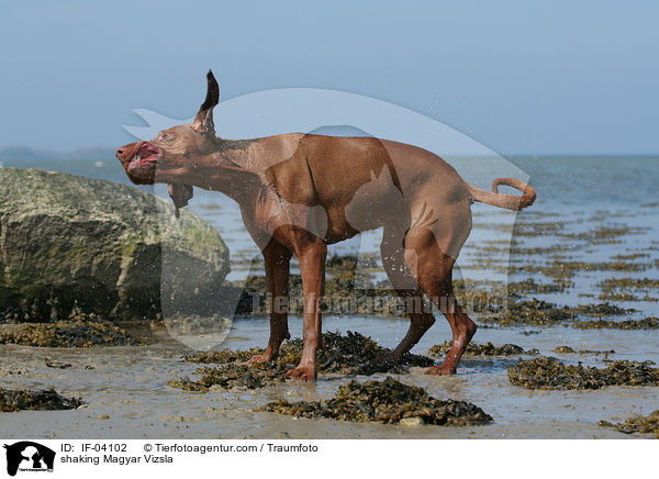 sich schttelnder Magyar Vizsla / shaking Magyar Vizsla / IF-04102
