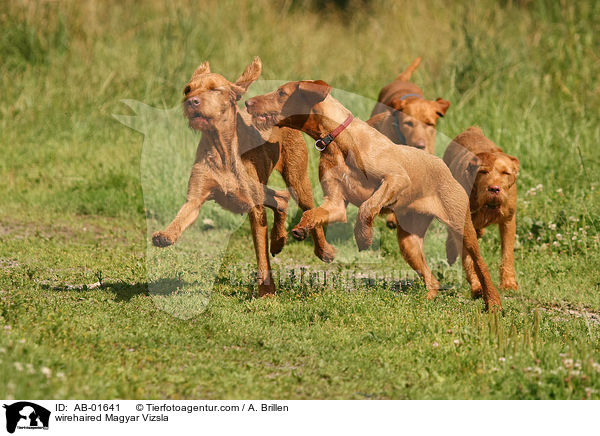 rauhaariger Magyar Vizsla / wirehaired Magyar Vizsla / AB-01641