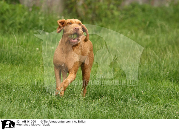 rauhaariger Magyar Vizsla / wirehaired Magyar Vizsla / AB-01660