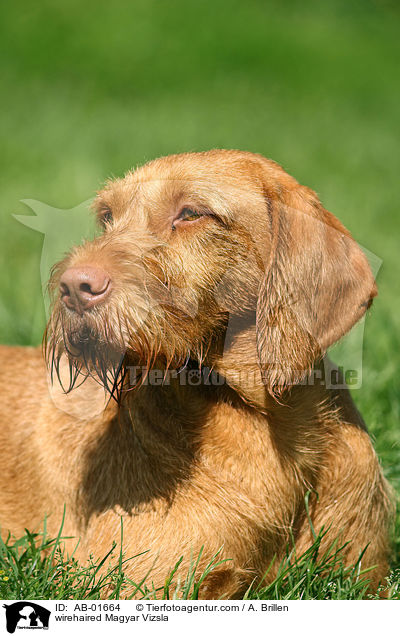 rauhaariger Magyar Vizsla / wirehaired Magyar Vizsla / AB-01664