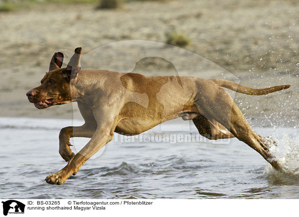 rennender kurzhaariger Magyar Vizsla / running shorthaired Magyar Vizsla / BS-03265