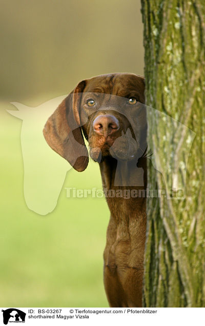 kurzhaariger Magyar Vizsla / shorthaired Magyar Vizsla / BS-03267