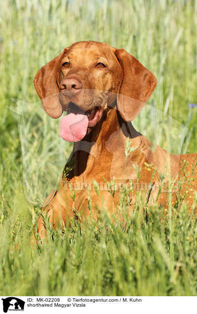 shorthaired Magyar Vizsla / MK-02208