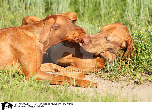 kurzhaariger Magyar Vizsla / shorthaired Magyar Vizsla / MK-02217