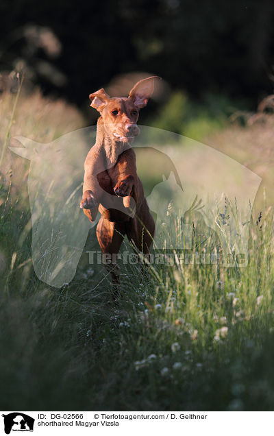 kurzhaariger Magyar Vizsla / shorthaired Magyar Vizsla / DG-02566