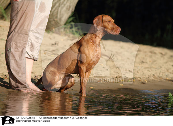 kurzhaariger Magyar Vizsla / shorthaired Magyar Vizsla / DG-02548