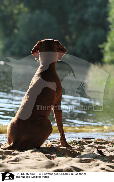 kurzhaariger Magyar Vizsla / shorthaired Magyar Vizsla / DG-02553