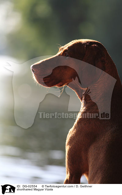 kurzhaariger Magyar Vizsla / shorthaired Magyar Vizsla / DG-02554