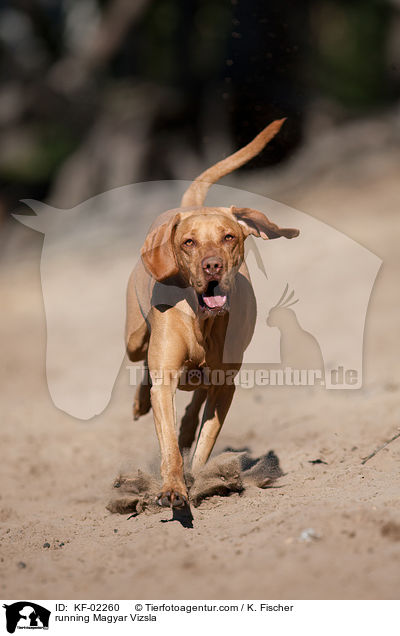 rennender Magyar Vizsla / running Magyar Vizsla / KF-02260