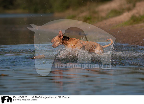 spielender Magyar Vizsla / playing Magyar Vizsla / KF-02281