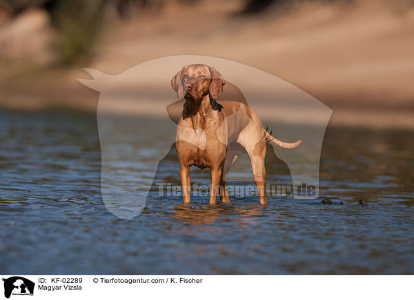 Magyar Vizsla / Magyar Vizsla / KF-02289