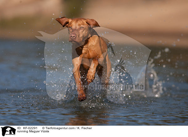 rennender Magyar Vizsla / running Magyar Vizsla / KF-02291