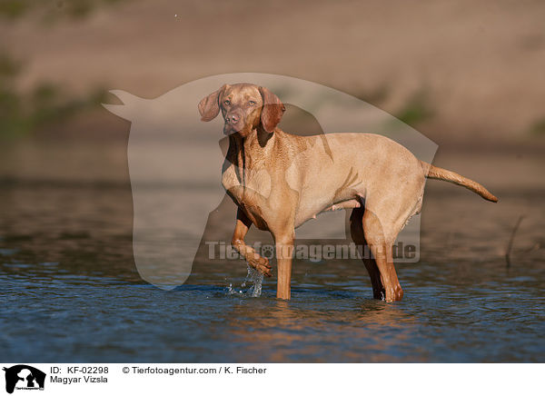 Magyar Vizsla / Magyar Vizsla / KF-02298