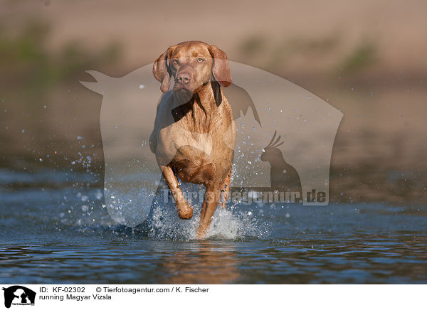 rennender Magyar Vizsla / running Magyar Vizsla / KF-02302