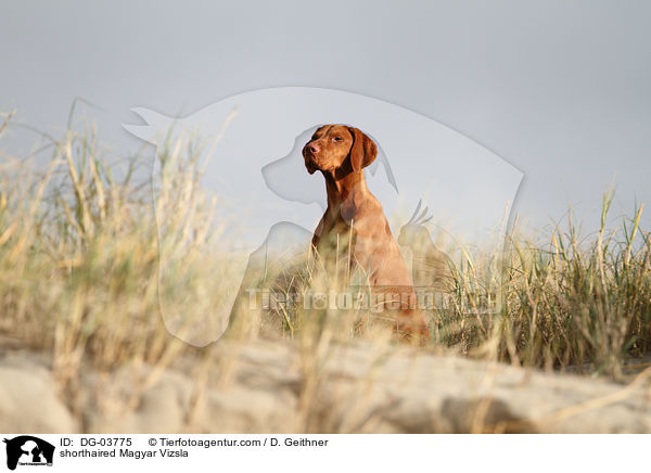 Kurzhaarvizsla / shorthaired Magyar Vizsla / DG-03775