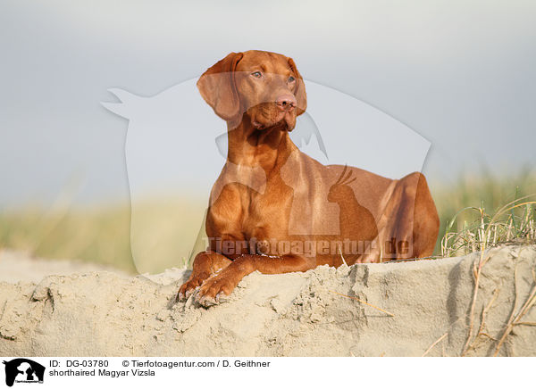Kurzhaarvizsla / shorthaired Magyar Vizsla / DG-03780