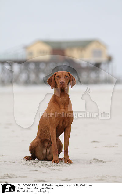 Kurzhaarvizsla / DG-03793