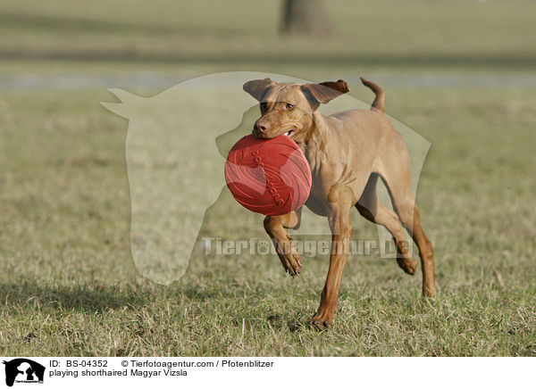 spielender Kurzhaarvizsla / playing shorthaired Magyar Vizsla / BS-04352