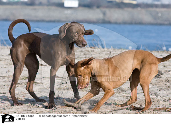 2 Hunde / 2 dogs / BS-04361