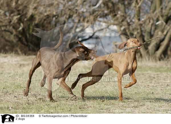 2 Hunde / 2 dogs / BS-04364