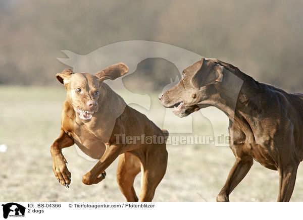 2 Hunde / 2 dogs / BS-04366