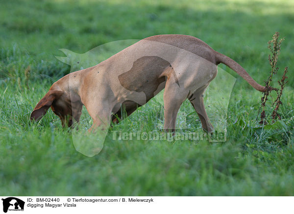buddelnder Magyar Vizsla / digging Magyar Vizsla / BM-02440