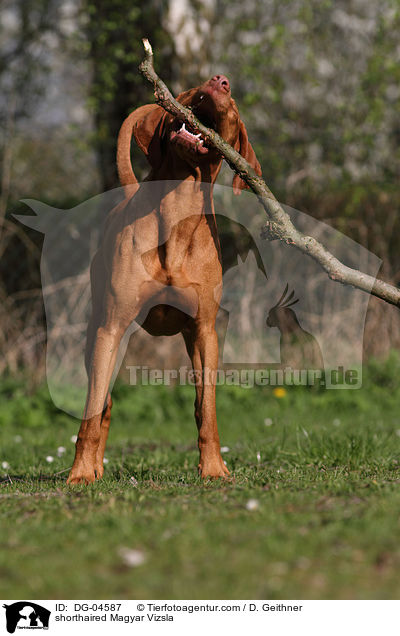 Kurzhaarvizsla / shorthaired Magyar Vizsla / DG-04587