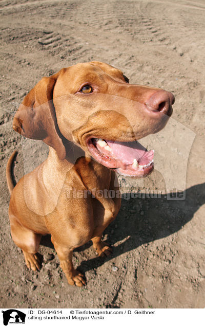 sitzender Kurzhaarvizsla / sitting shorthaired Magyar Vizsla / DG-04614
