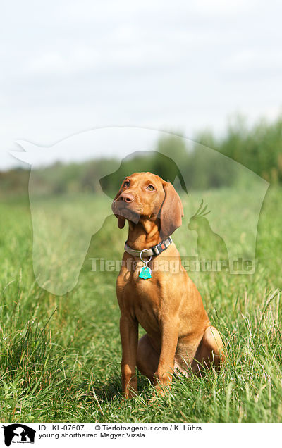 junger Kurzhaarvizsla / young shorthaired Magyar Vizsla / KL-07607